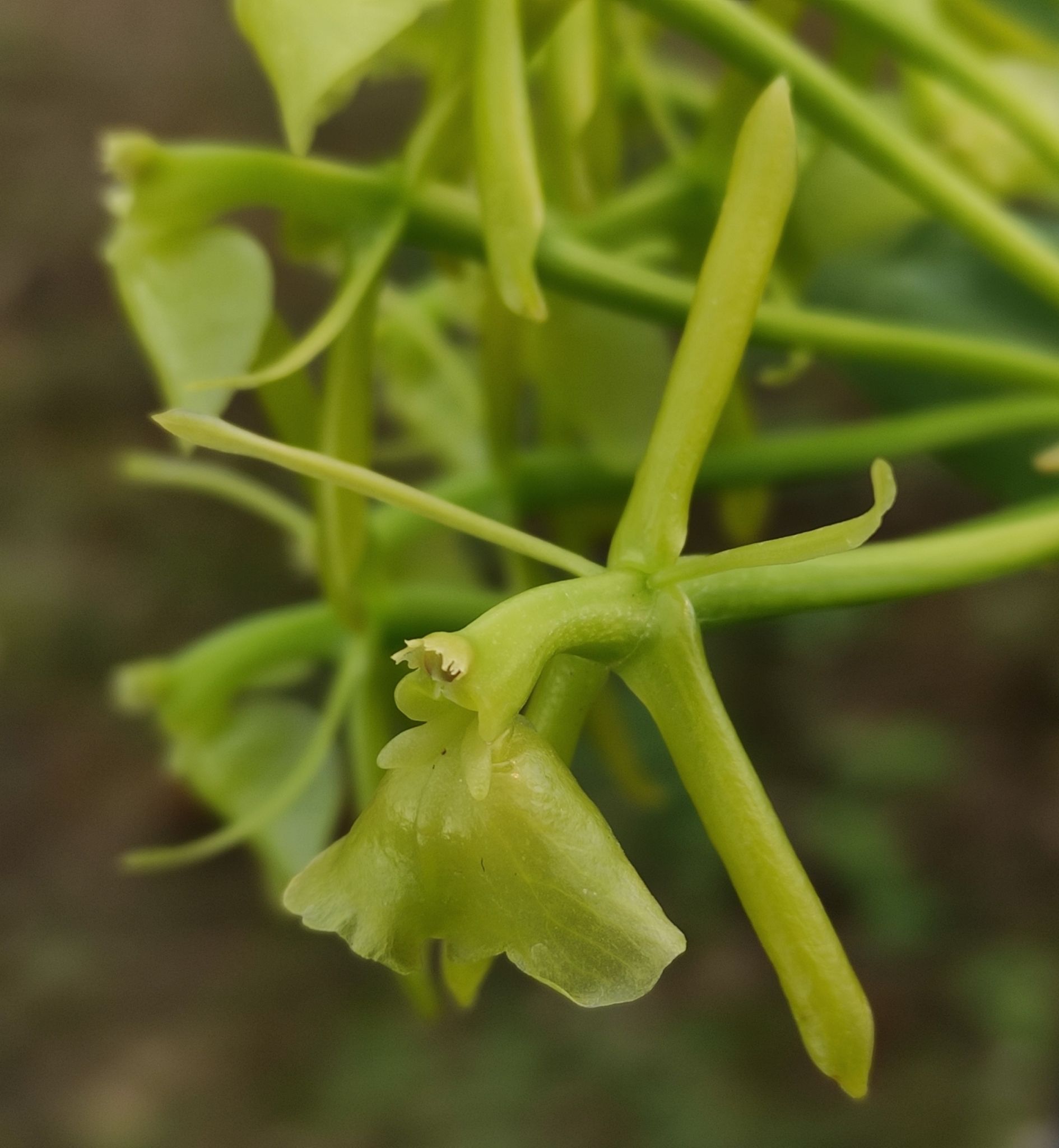 Epidendrum melistagoides Hágsater & L.Sánchez 2