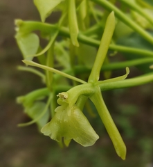 Epidendrum melistagum