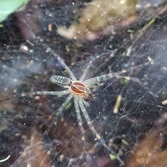 Aglaoctenus castaneus