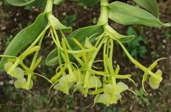 Epidendrum melistagum