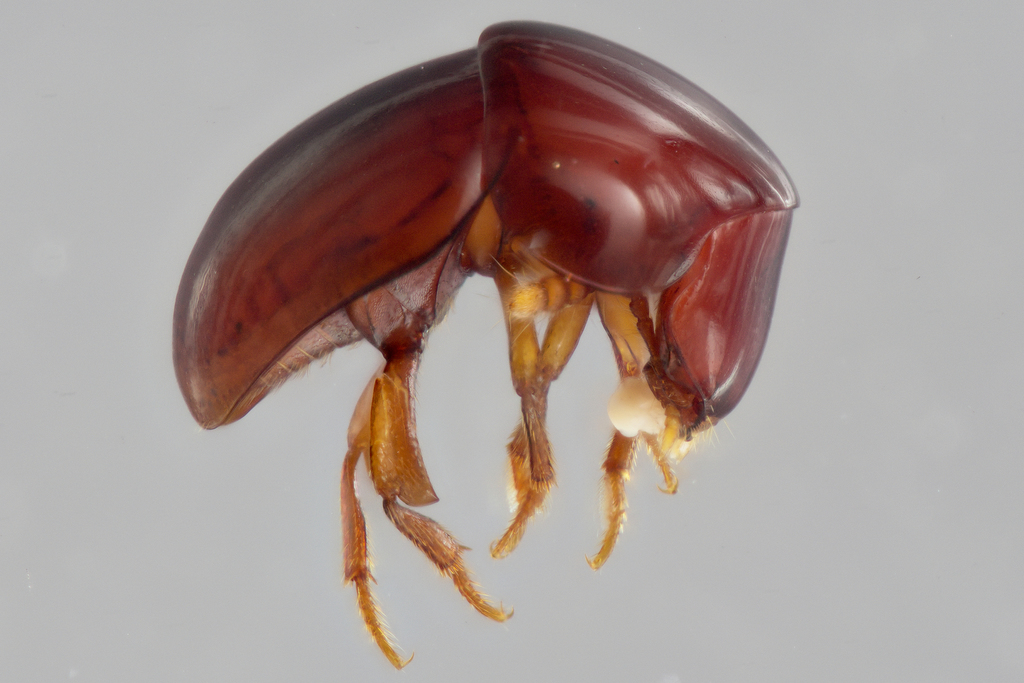 Agathidium vaderi
