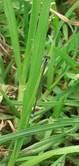 Argentagrion ambiguum