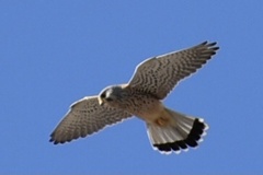 Falco tinnunculus