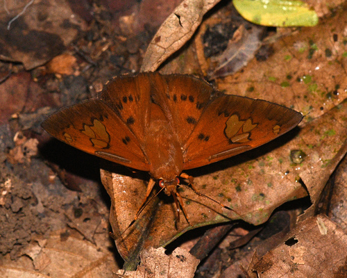Euriphellus euribates euribates