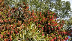 Tristerix corymbosus
