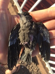 Chaetura meridionalis