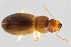 Harpalus spadiceus