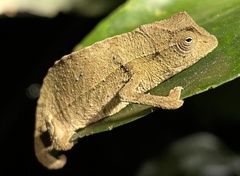Rieppeleon brevicaudatus