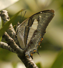 Polyura schreiber
