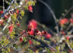 Calliandra californica