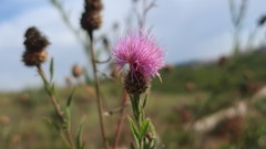 Cheirolophus sempervirens