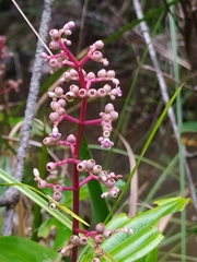 Miconia ciliata