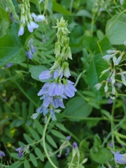 Galega