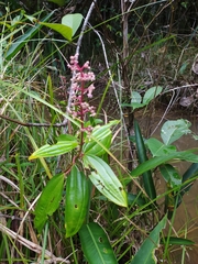 Miconia ciliata
