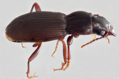 Pterostichus palmi