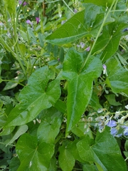 Angiospermae