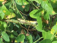 Anolis pulchellus