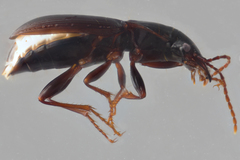 Pterostichus palmi