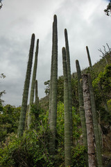 Cephalocereus polylophus