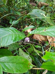 Palicourea apoda