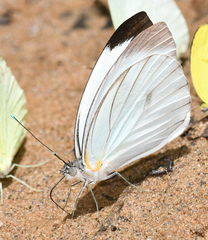 Ganyra phaloe