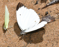Ganyra phaloe