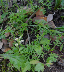 Draba verna