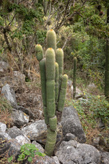 Cephalocereus polylophus