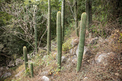 Cephalocereus polylophus