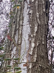 Biscogniauxia atropunctata