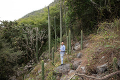 Cephalocereus polylophus