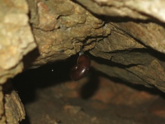 Glyptostoma gabrielense
