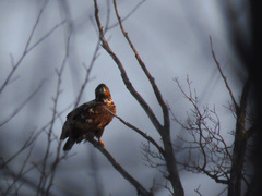 Haliaeetus albicilla