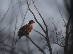 Haliaeetus albicilla
