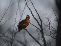 Haliaeetus albicilla