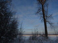 Haliaeetus albicilla