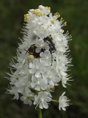 Stenanthium densum