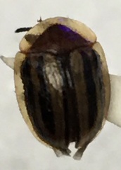 Agroiconota bivittata