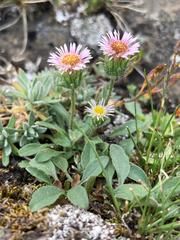 Erigeron nivalis
