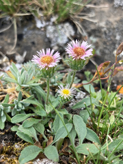 Erigeron nivalis