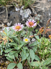 Erigeron nivalis