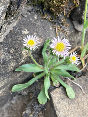 Erigeron nivalis