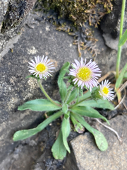 Erigeron nivalis