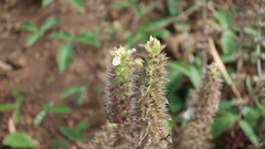 Stachys germanica