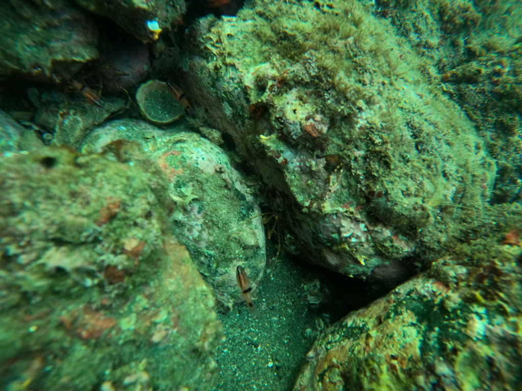 Panamic Arrow Crab
