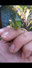 Stilpnochlora nanna