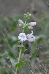 Penstemon cobaea