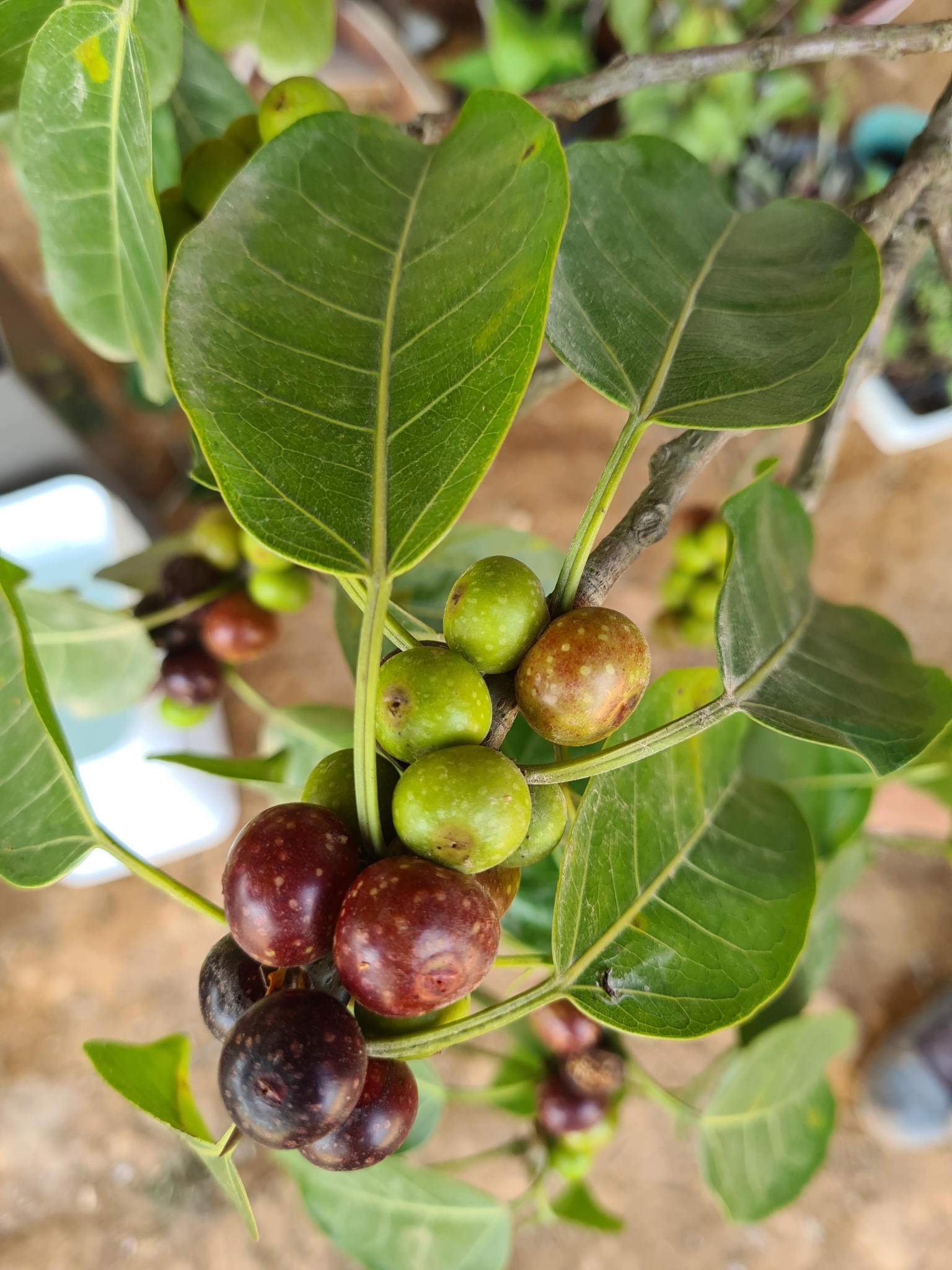 Ficus luschnathiana