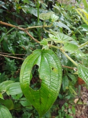 Miconia rubra