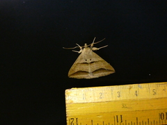Perasia ora